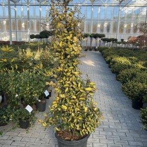 Goldene Ölweide Maculata Aurea