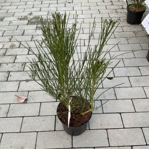 Vorblühender Ginster Golden Sunlight