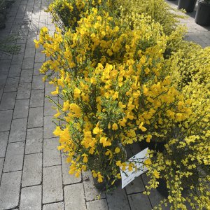 Vorblühender Ginster Golden Sunlight