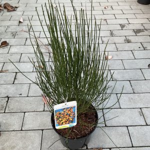 Besenginster Apricot Gem