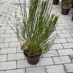 Besenginster Dragon Fly