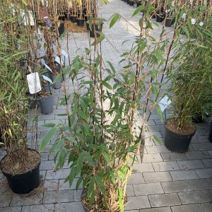 Roter Gartenbambus Red Zebra