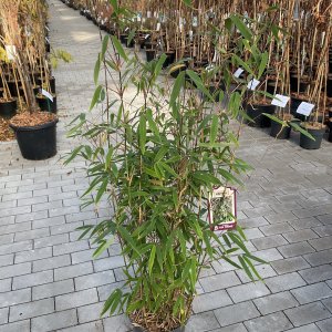 Roter Bambus Red Rhino