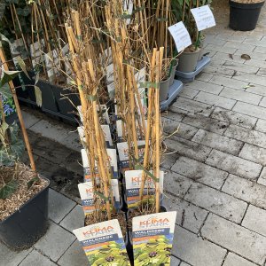 Kletterpflanzenmix Clematis Klimastark