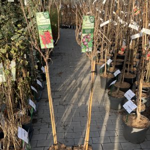 Beerenobstsortiment Bio C5 Stämmchen 90 cm