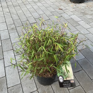 Schirmbambus Pebbles and Stones