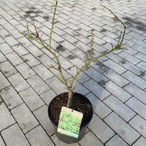 Japanischer Fächerahorn Mikawa yatsubusa