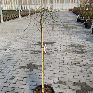 Japanischer Fächerahorn Ryusen