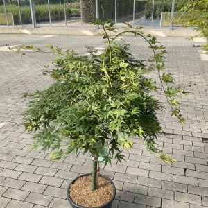 Japanischer Fächerahorn Ryusen