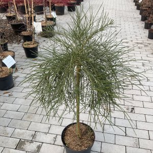 Besenginster Golden Tears