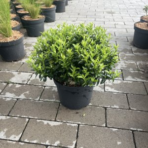 Spindelstrauch Green