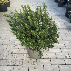 Grossblättriges Spindelstrauch