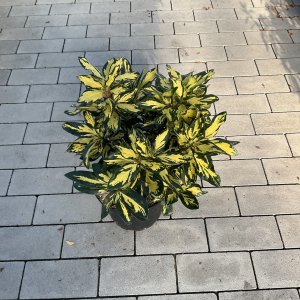 Rhododendron Blattgold