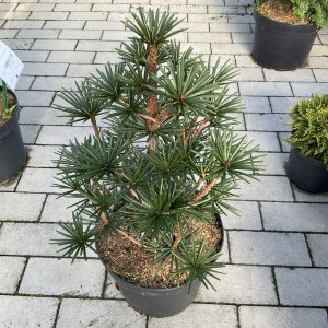 Japanische Schirmtanne