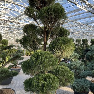 Chinesischer Wacholder Kaizuka