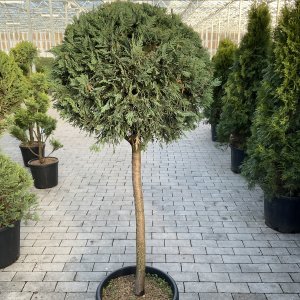 Blaue Leyland-Zypresse 'Blue Jeans'