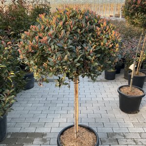 Photinia Chicco