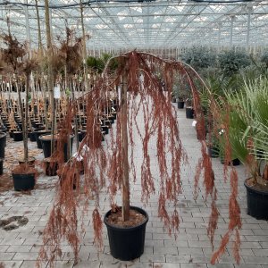 Hängender Sumpfzypresse