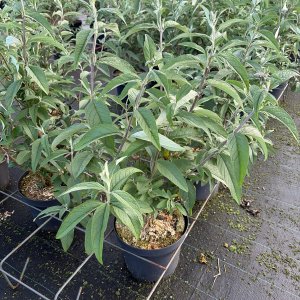 Schmetterlingsflieder African Queen
