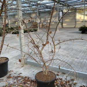 Chinesischer Schneeflockenstrauch