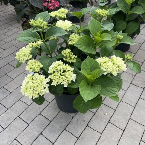 Hortensie Ice Girl