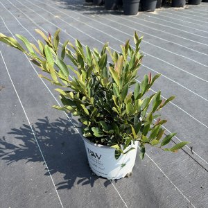 Kupfer-Schuppenmispel Coppertone