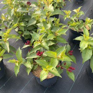 Weigela Cherry Love