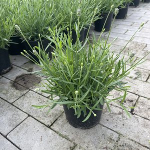 Echter Lavendel