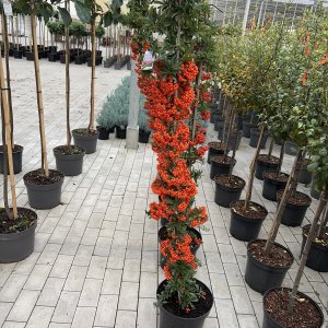 Feuerdorn Orange Glow