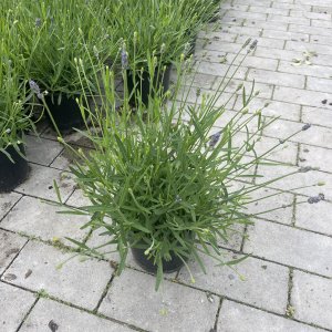 Echter Lavendel