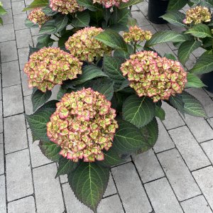 Hortensie Sweet Lips Pink Blue