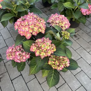 Hortensie Sweet Lips Pink Blue