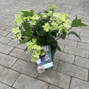Rispenhortensie Polestar