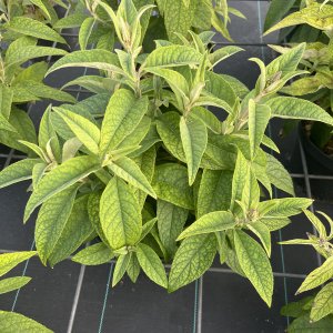 Schmetterlingsflieder Little Magenta
