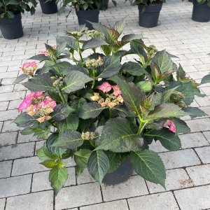 Hortensie Tiffany