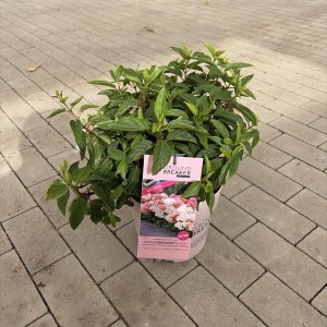 Rispenhortensie Groundbreaker