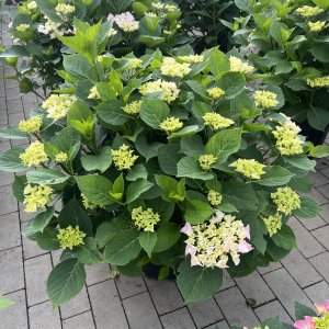 Hortensie Saxon Sonnenschein