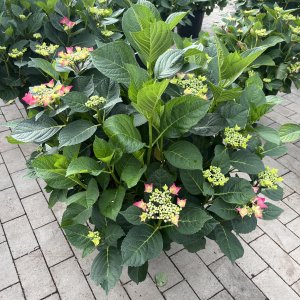 Tellerhortensie Frisbee Hot Pink Purple