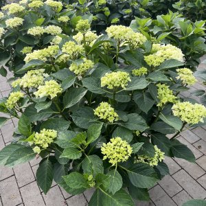 Bauernhortensie Saxon Bright White