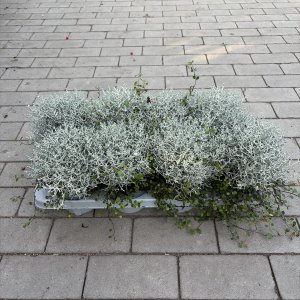 Mühlenbeckia mit Calocephalus