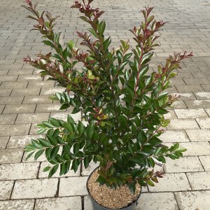 Lagerstroemia Enduring Summer Red