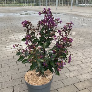 Kräuselmyrte Purple Star