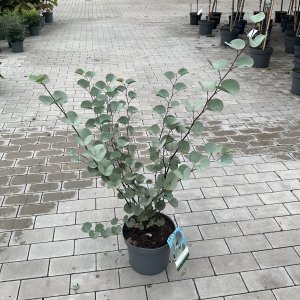 Cercis griffithii Blue Lagoon