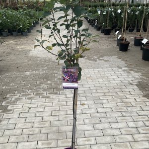 Felsenbirne Greatberry Fruity