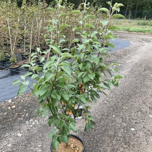Zierapfel Evereste