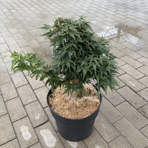 Japanischer Fächerahorn Mikawa yatsubusa