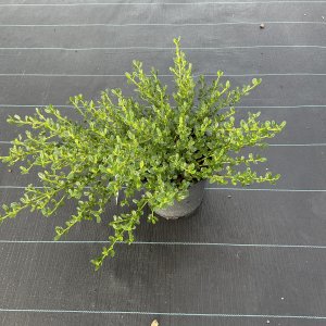 Kalifornischer Flieder Victoria