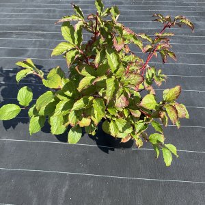 Weißer Hartriegel Sibirica