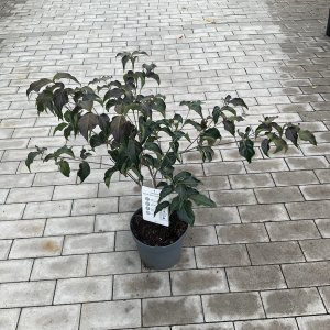 Kaffeefarbener Japanischer Hartriegel Cappuchino