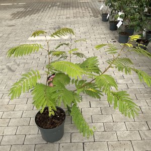 Seidenbaum Tropical Dream